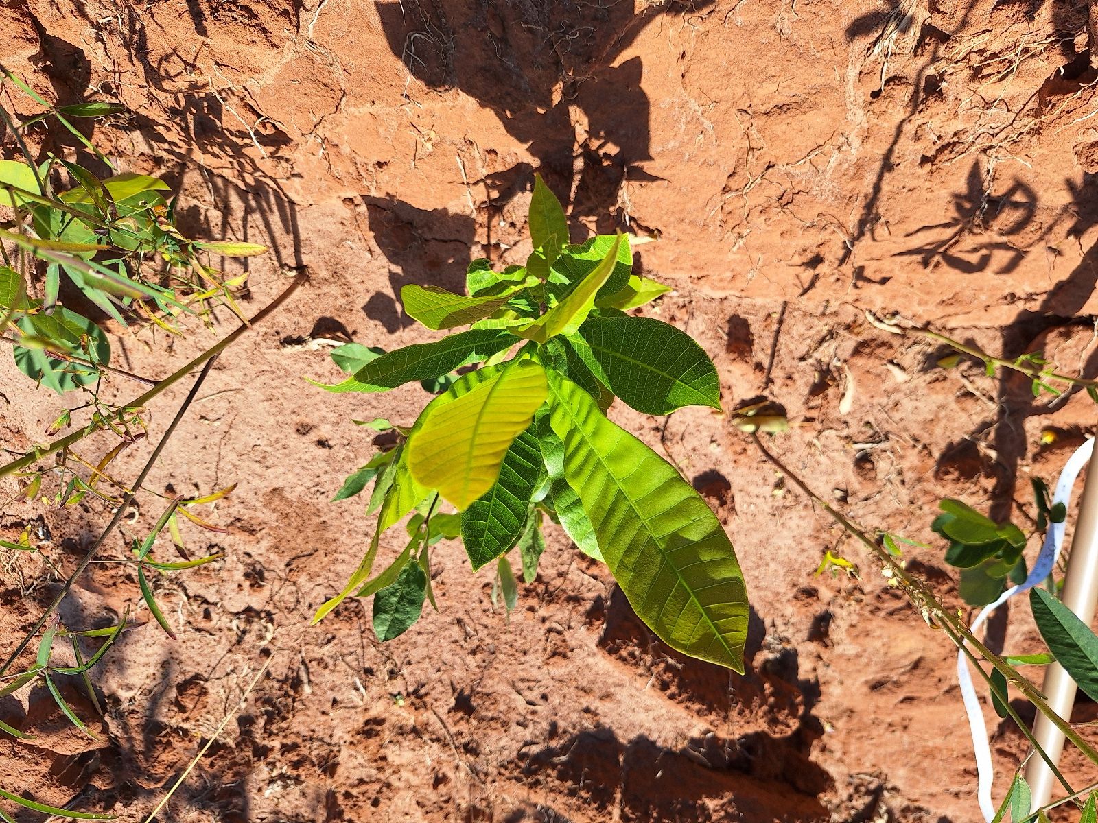 Pesquisa destaca fatores-chave para o sucesso da semeadura direta na restauração de ecossistemas tropicais